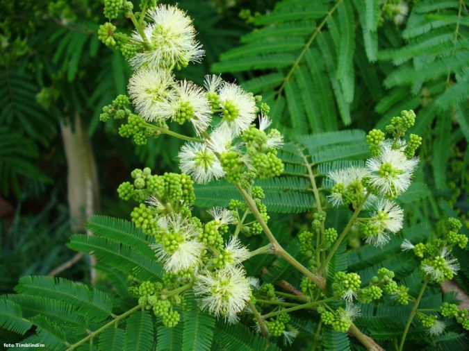 Farinha Seca (Albizia hesslerii)