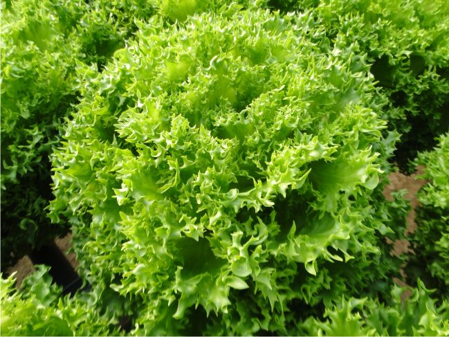 Sítio da Mata -  ALFACE BRUNELA ORGANICA (Lactuca sativa L)