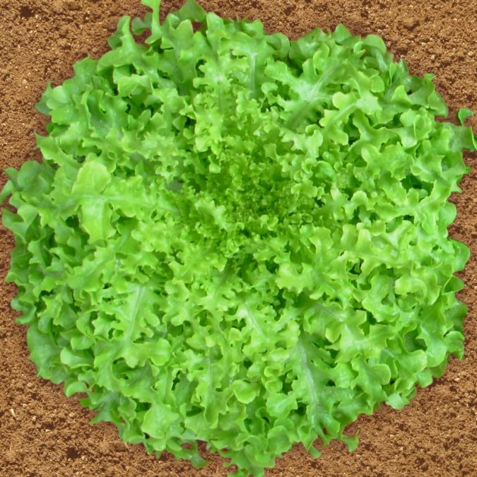 ALFACE MIMOSA SALADA BOWL (Lactuca sativa)