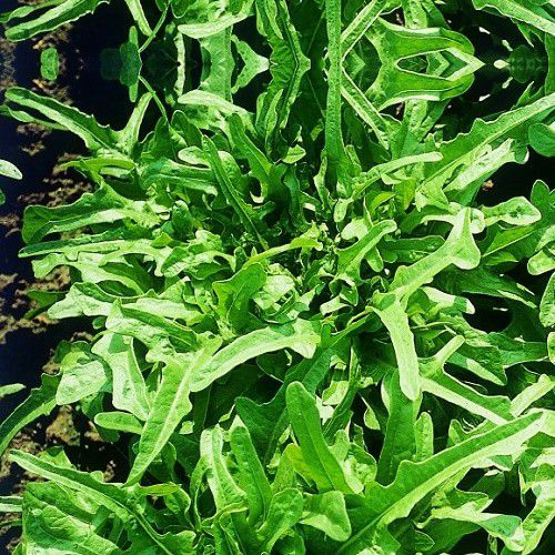 Sítio da Mata - MICROVERDE Alface CERBIATTA