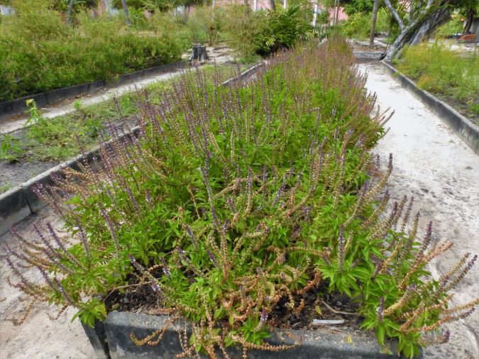 Sítio da Mata - ALFAVACA (Ocimum basilicum)