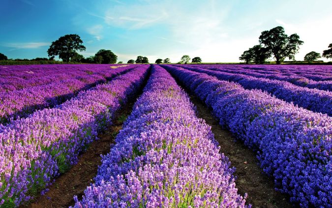 ALFAZEMA (Lavandula latifolia)