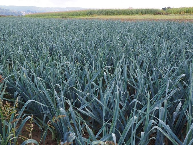Sítio da Mata - ALHO PORO (Allium porrum) 