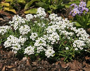 ALISSUM (Lobularia maritima)