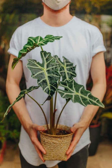 Alocasia Amazônica ( Alocasia x amazonica)