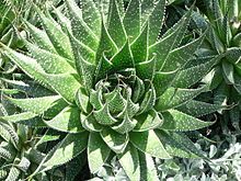 ALOE ARISTATA (Aloe aristata)