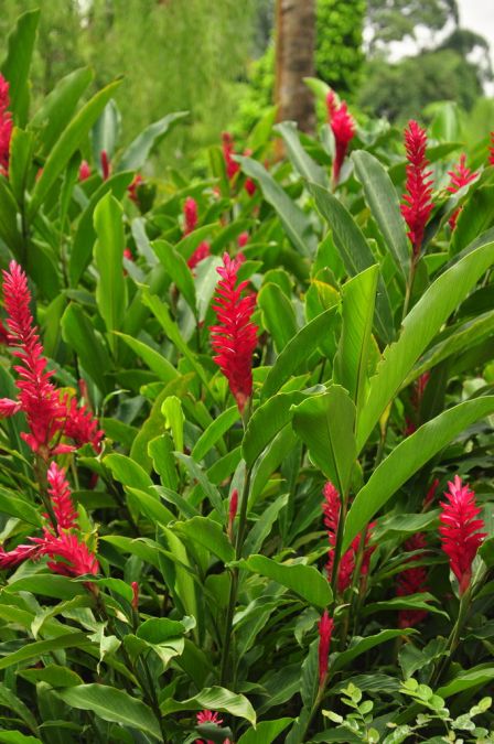 ALPINEA PURPURATA (Alpinia purpurata)