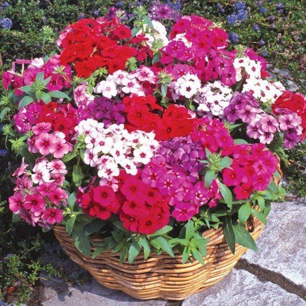 Sítio da Mata - FLORES ORNAMENTAIS ALTO SORTIDO/CHITINHA (Phlox drummondii)