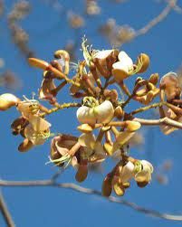 AMBURANA (Amburana cearencesis)
