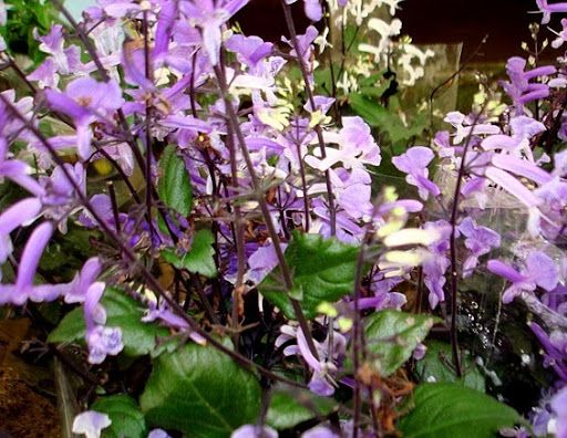 AMETISTA (Plectranthus saccatus )