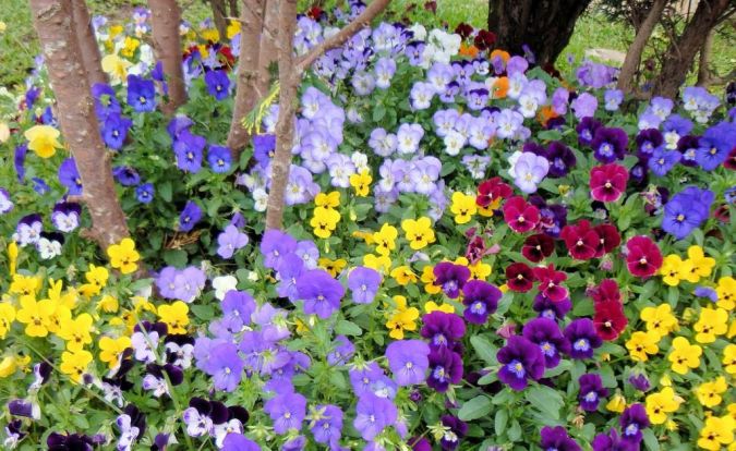 AMOR PERFEITO (Viola wittrockiana (Viola tricolor))