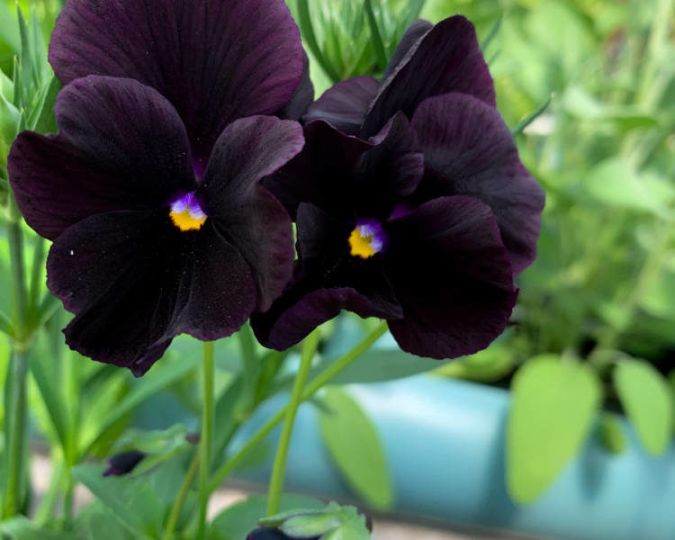 Sítio da Mata - FLORES ORNAMENTAIS Amor-perfeito ECLIPSE