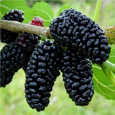 Sítio da Mata - AMORA GIGANTE (Morus nigra) 