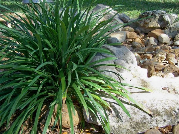 Liriope Verde (Liriope spicata)