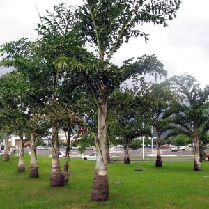 PALMEIRA CARIOTA (Caryota urens)