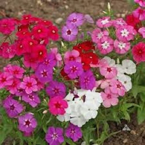 Sítio da Mata - FLORES ORNAMENTAIS ANÃ COMPACTA BEAUTY SORTIDA (Phlox drummondii)