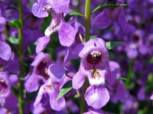 Angelônia (Angelonia angustifolia) 