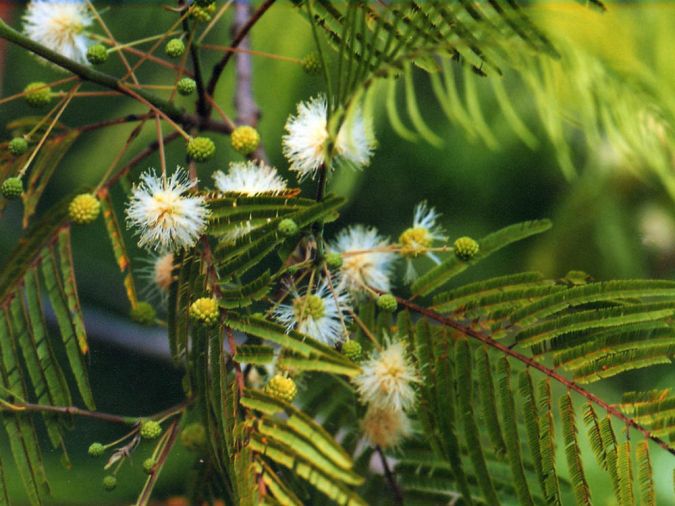 Sítio da Mata - ANGICO BRANCO (Anadenanthera peregrina)