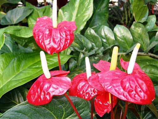 Anturio (Anthurium andraeanum) 