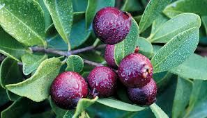 Sítio da Mata - ARAÇA-UNA (Psidium myrtoides) 