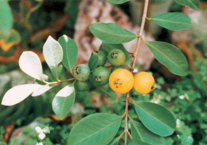 ARACA AMARELO (Psidium cattleianum) 