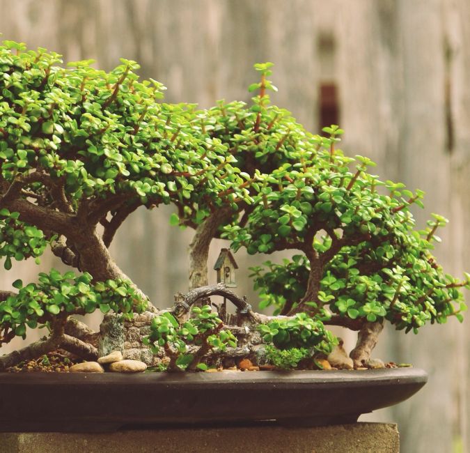Sítio da Mata - ARBUSTO ELEFANTE (Portulacaria afra)
