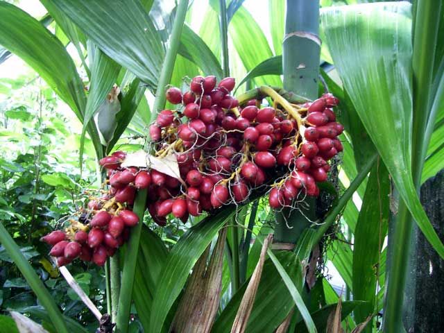 ARECA TRIANDRA (Areca triandra)