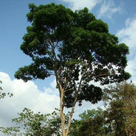 AROEIRA PRETA (Myracrodruon urundeuva)