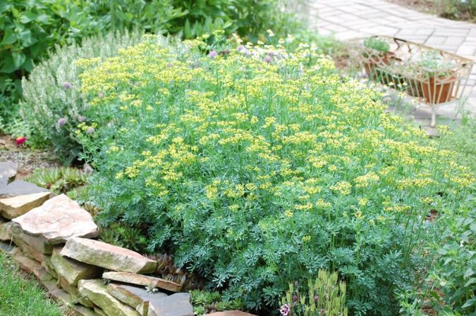 Sítio da Mata - ARRUDA (Ruta graveolens)