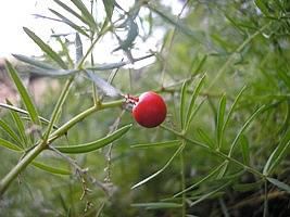 Aspargo Alfinete (Aspargus densiflorus Sprengeri)