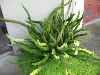Sítio da Mata - ASPARGO RABO RAPOSA/ASPARGO RABO DE GATO (Asparagus densiflorus Myersii)