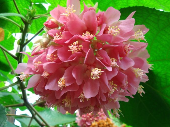 ASTRAPÉIA (Dombeya wallichii)