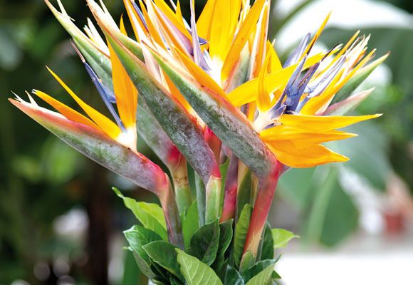 Sítio da Mata - AVE DO PARAÍSO (Strelitzia reginea)