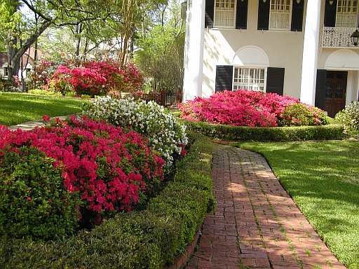 AZALEA (Rhododendron simsii)