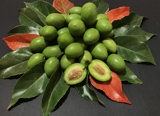 azeitona de ceilao (Elaeocarpus serratus )