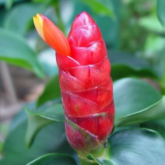 Sítio da Mata - CANA DO BREJO (Costus spicatus)