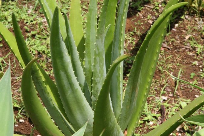 BABOSA (Aloe vera)