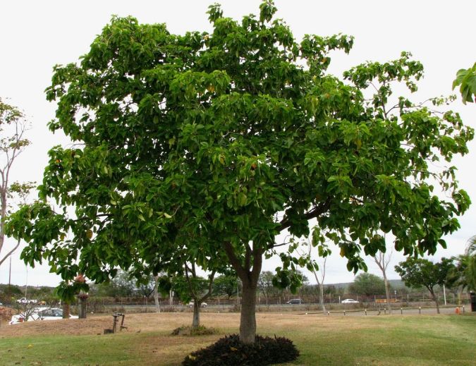 BABOSA BRANCA (Cordia superba)