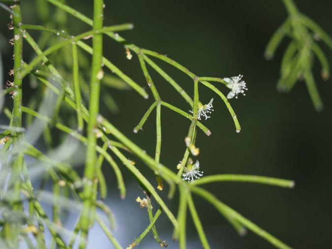 RIPSÁLIS (Rhipsalis spp.)