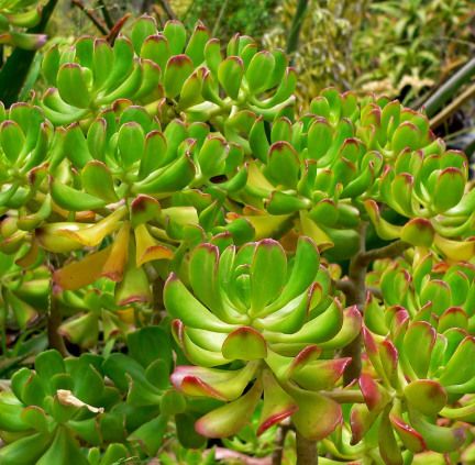 Sítio da Mata -  BALSAMO MEDICINAL (Sedum dendroideum)