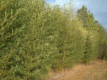 Bambu Cana da India (Phyllostachys aurea)