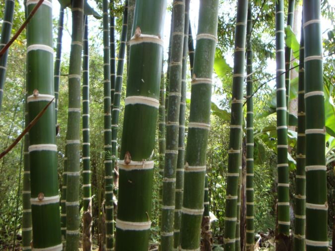 Bambu Guadua (Guadua angustifolia) 