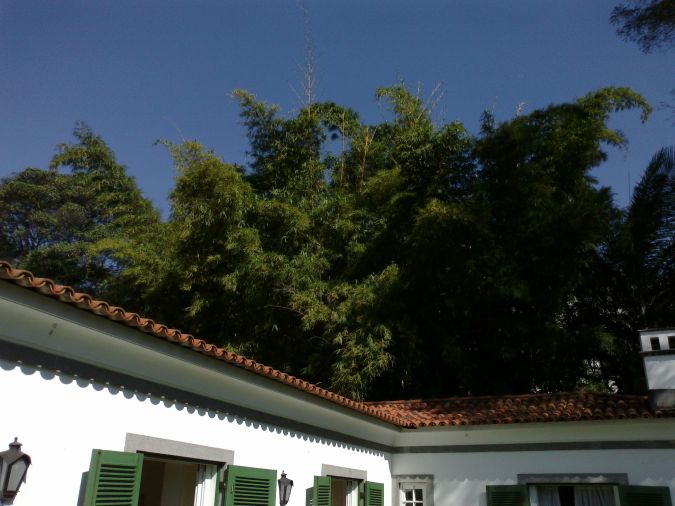 Sítio da Mata - Bambu Imperial (Bambusa vulgaris vittata)