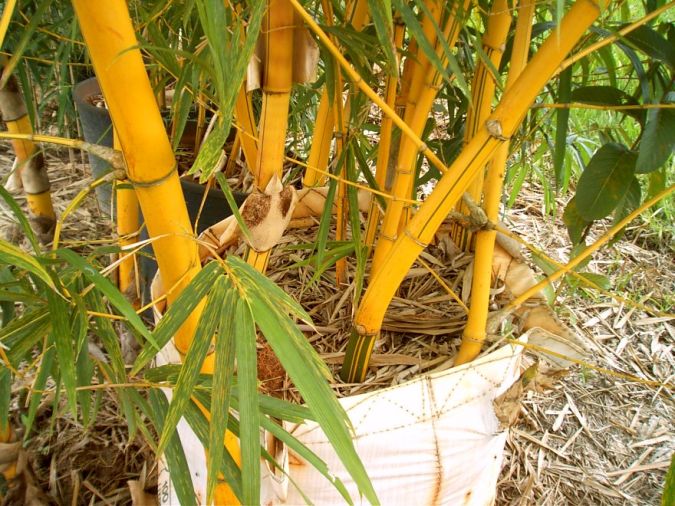 Bambu Imperial (Bambusa vulgaris vittata)