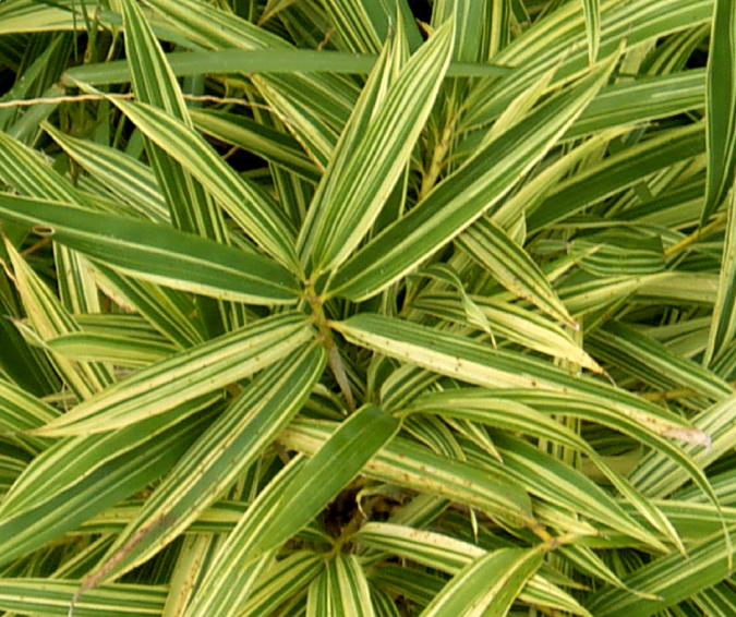 Sítio da Mata - bambu listrado    pleioblastus variegatus