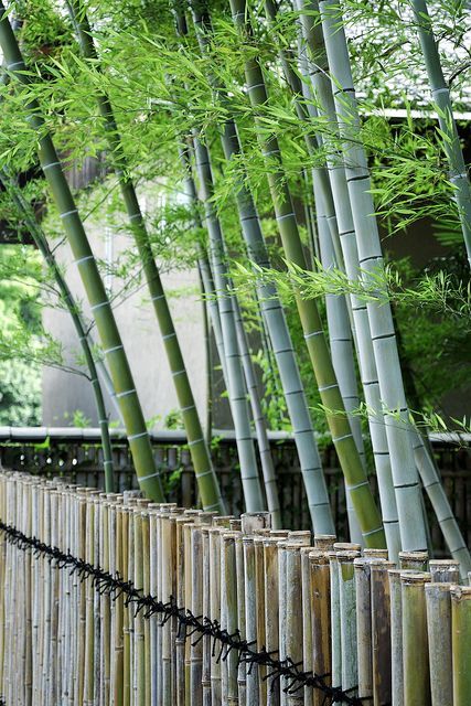 Bambu Mosso (Phyllostachys Edulis)