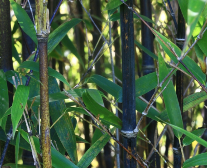 Bambu Preto  (Phyllostachys Nigra Muchisasa) 