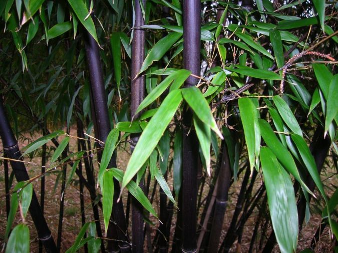 Bambu Preto (Phyllostachys Nigra Muchisasa)