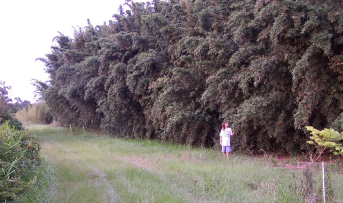 Bambu Verde Gigante (Bambusa Vulgaris)