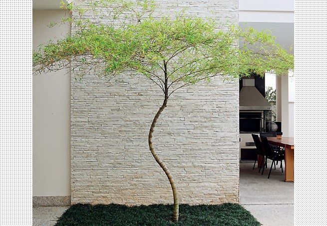 Sítio da Mata - BAMBU MOSSO TORTO (Phyllostachys pubescens)